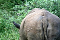 rhinos gomo gomo IMG_4978.JPG